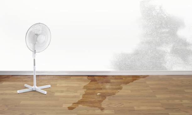 Best Basement water damage restoration  in San Elizario, TX